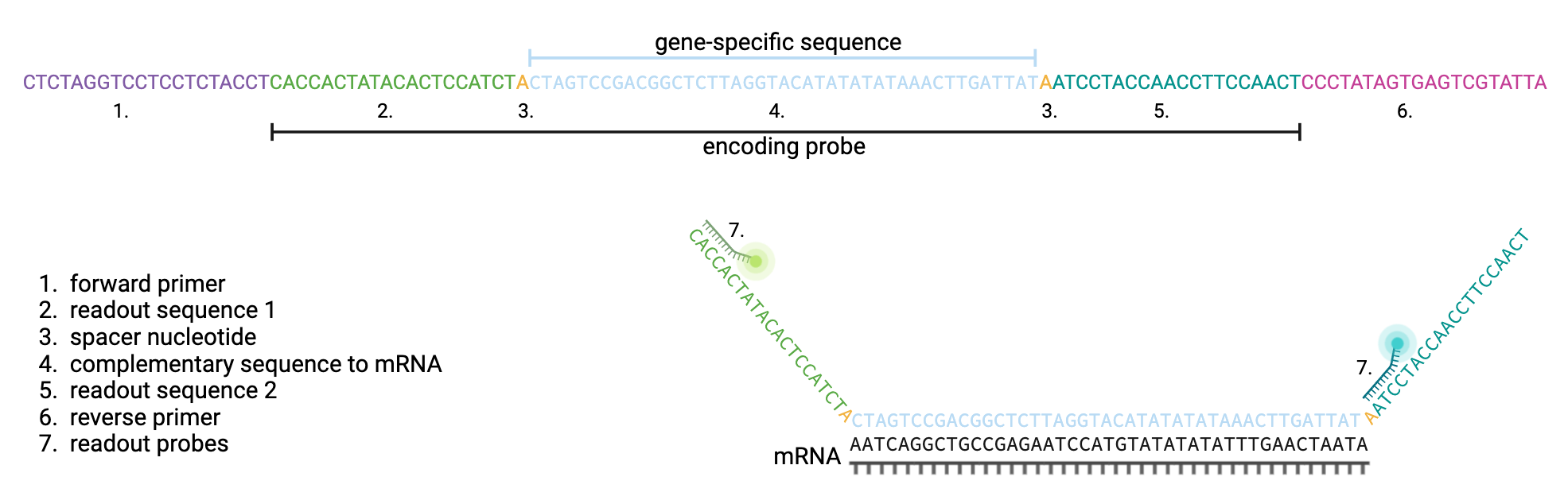 ../_images/pipeline_merfish_probes.png
