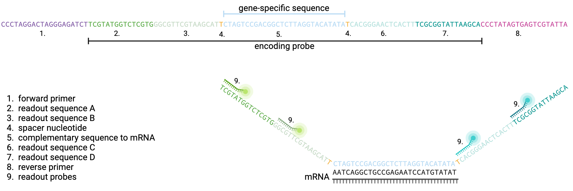 ../_images/pipeline_seqfishplus_probes.png